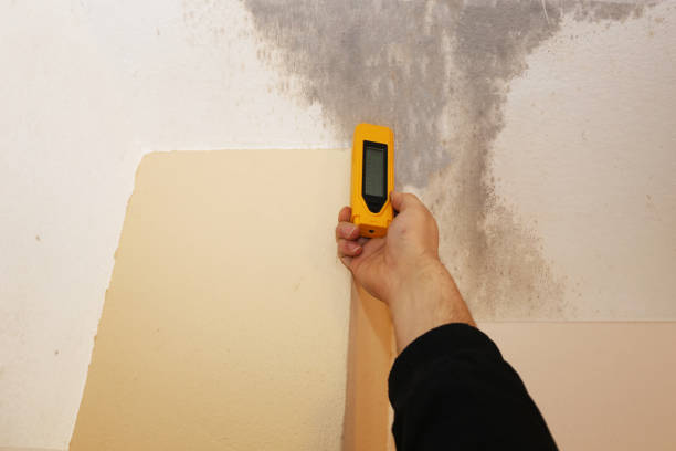 Best Water Damage & Mold Remediation  in Hastings, MN
