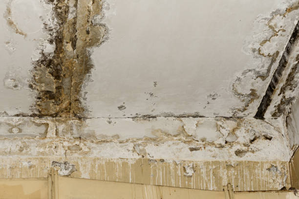 Best Asbestos and Lead Testing During Mold Inspection  in Hastings, MN