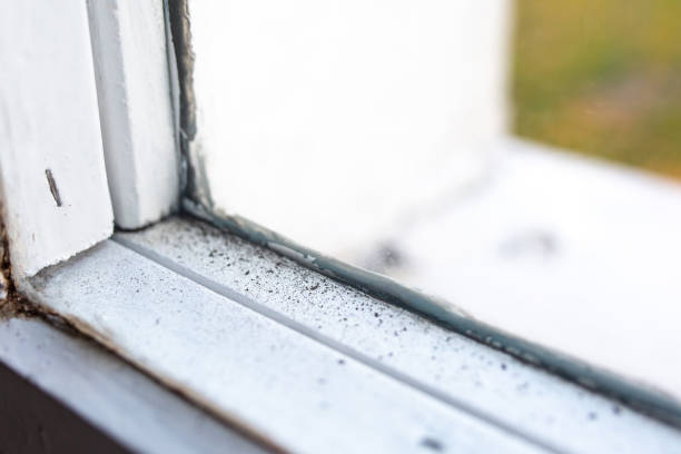 Best Mold Odor Removal Services  in Hastings, MN