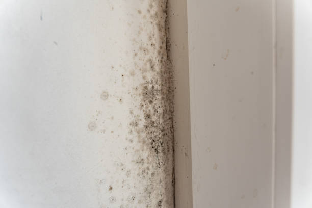 Reliable Hastings, MN Mold Removal Solutions