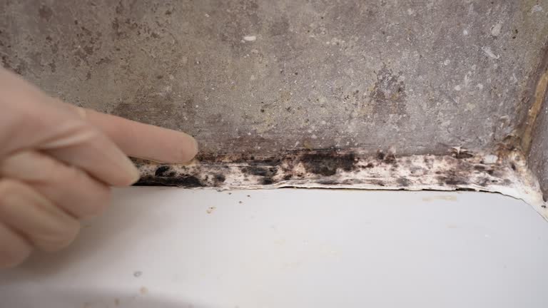 Best Mold Remediation for Healthcare Facilities  in Hastings, MN