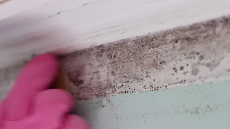 Best Emergency Mold Remediation  in Hastings, MN